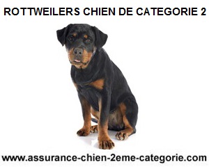 chien-deuxieme-categorie-rottweilers
